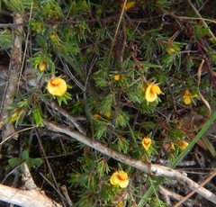 Pultenaea tenuifolia