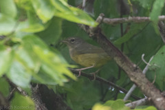 Geothlypis philadelphia