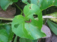 Euptoieta claudia