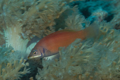 Pseudocheilinus evanidus