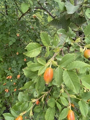 Rosa glabrifolia