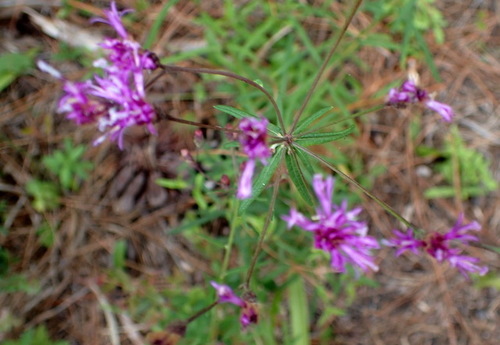 Vernonia angustifolia image