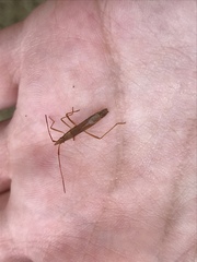 Protenor belfragei
