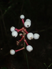 Actaea pachypoda pachypoda