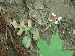 Actaea pachypoda pachypoda