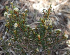 Spyridium eriocephalum