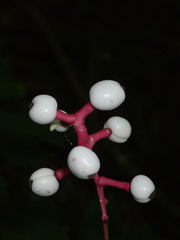 Actaea pachypoda pachypoda