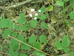 Actaea pachypoda pachypoda
