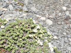 Pimelea carnosa