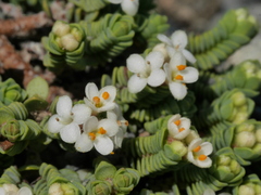 Pimelea carnosa