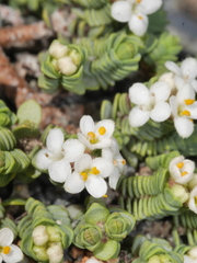 Pimelea carnosa