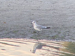 Leucophaeus atricilla