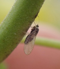 Bactericera lavaterae