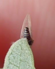 Bactericera lavaterae