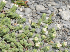 Pimelea carnosa