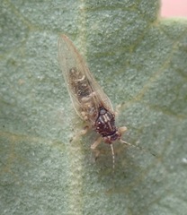 Bactericera lavaterae