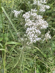 Eupatorium torreyanum