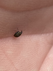 Rhinoncomimus latipes