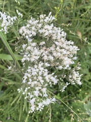 Eupatorium torreyanum
