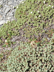 Pimelea carnosa
