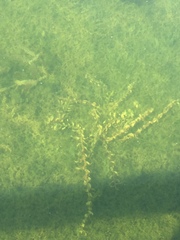 Potamogeton richardsonii