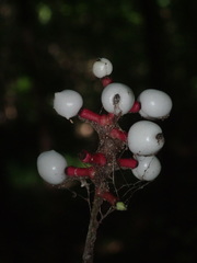 Actaea pachypoda pachypoda