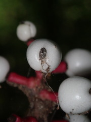 Actaea pachypoda pachypoda