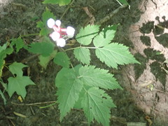 Actaea pachypoda pachypoda