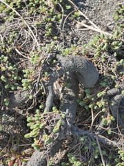 Pimelea carnosa