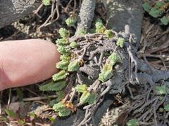 Pimelea carnosa