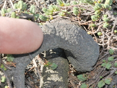Pimelea carnosa