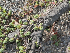 Pimelea carnosa