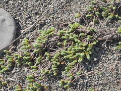 Pimelea carnosa