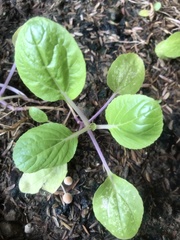 Brassica rapa amplexicaulis