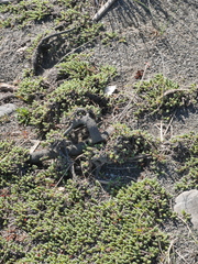 Pimelea carnosa