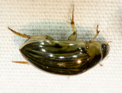 Tropisternus collaris