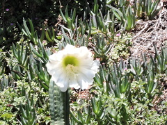 Trichocereus macrogonus