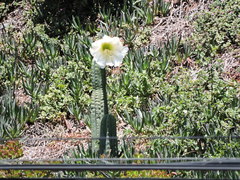 Trichocereus macrogonus