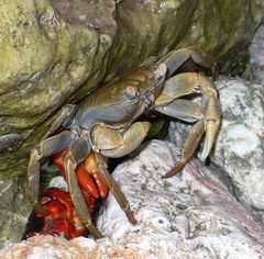 Geograpsus crinipes