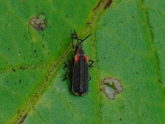 Heterispa vinula