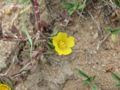 Portulaca mexicana