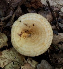 Lactarius romagnesii