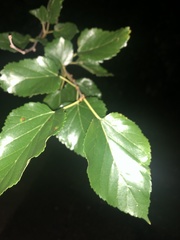 Magnoliopsida