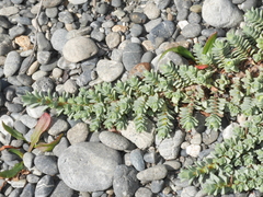 Pimelea carnosa