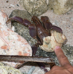 Coenobita brevimanus