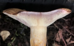 Lactarius romagnesii
