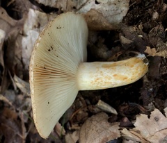 Lactarius romagnesii