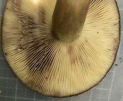 Lactarius romagnesii