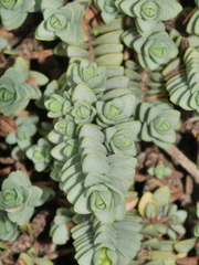 Pimelea carnosa