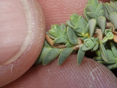 Pimelea carnosa